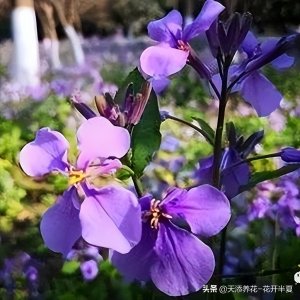 ​「小添聊养生」绿化植物二月兰竟然是一种非常有益养生野菜