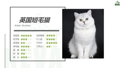 ​英国短毛猫丨银渐层