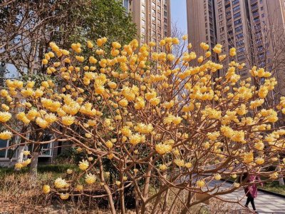 ​结香是一种什么样的植物