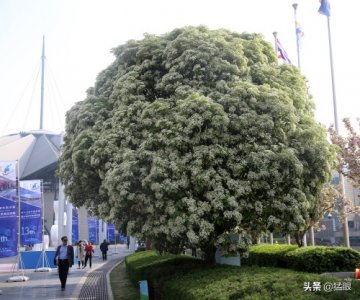 ​这种花有特殊的味道，女孩闻着常常害羞，专家称女生闻到不会怀孕