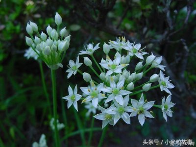 ​苔花大火，你知道苔花是什么吗？